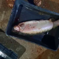 نیاز به نیرو کار جهت کار در پرورش ماهی