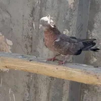 کبوتر کاکلی قرمز