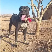 اصل افغان