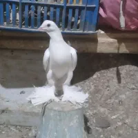 جفت پاپر اوجا