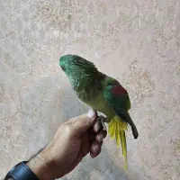 شاه طوطی|پرنده|قم, دورشهر|دیوار