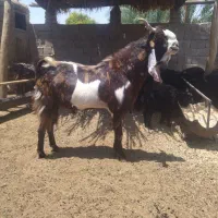 دبربذری