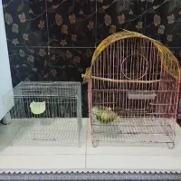 قفس پرنده قناری