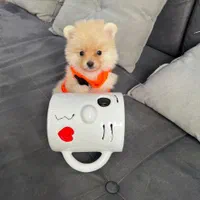 تاینی توی، پامرانین ، پیکینیز|سگ|تهران, چیتگر جنوبی|دیوار