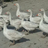 غاز|حیوانات مزرعه|کرمانشاه, |دیوار