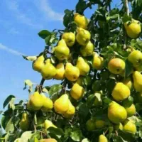 فروش همکاری انواع ارقام گلابی در نهال رجبی شازند