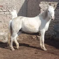 مادیون آبستن و یورقه 3ساله