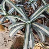 گیاه آگاو مقاوم به سرما و گرما