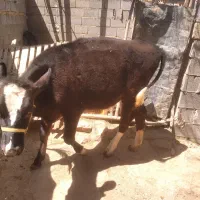 فروش دوراس گوساله نر و ماده ویک راس نوبر شکم اول