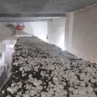 آموزش پرورش قارچ