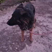 فروش ژرمن ومعاوضه|سگ|رفسنجان, |دیوار