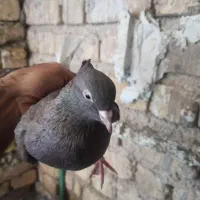 دوتا دم سفید ماده|پرنده|شیراز, داریون|دیوار