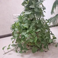 گل طبیعی پیتوس ودیفن باخیا