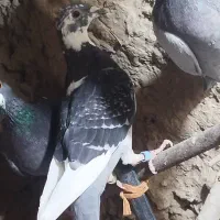 کبوتر ماده|پرنده|هامون, |دیوار