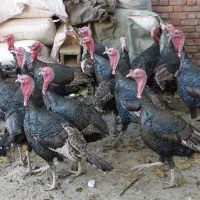 بوقلمون۲ساله سنگین|حیوانات مزرعه|سقز, |دیوار