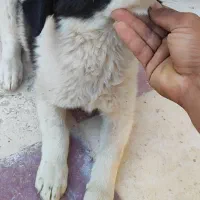 واگذاری سگه قدرجونی|سگ|فسا, |دیوار