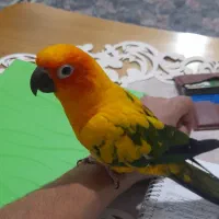 طوطی خوشیدی