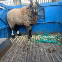 چهار شاخ گوسفند نر  برجی