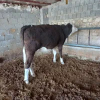 باسلام فروش یک راس گاو وشنگل