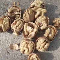 گردو درجه یک فقط 5کیلو مونده