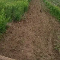 کاربا تراکتور باغی