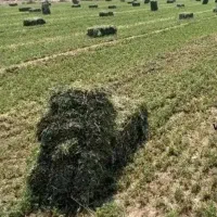 فروش کاه یونجه