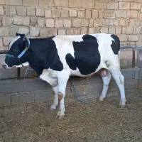گوساله نر گاو