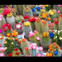 انواع و اقسام کاکتوس های گلدار و پیوندی|گل و گیاه طبیعی|رشت, خرسندی|دیوار