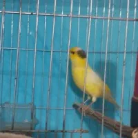 قناری نر|پرنده|رامیان, |دیوار