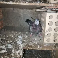 کبوتر سرور و تکپر|پرنده|رامیان, |دیوار