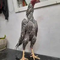 خروس لاری اوشامو