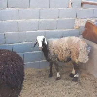 با  سلام پنج راس بره چاق سرک دار|حیوانات مزرعه|جوادآباد, |دیوار