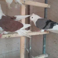 نرو ماده جفت مهر دوکت