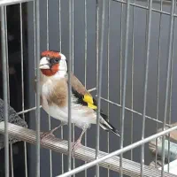 سهره.عروس هلندی.قناری قرمز سرخ|پرنده|اردبیل, |دیوار