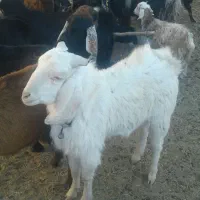 بزغاله نر سبک