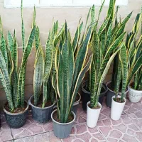 گل طبیعی سانسوریا