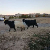 بزغاله|حیوانات مزرعه|ملکشاهی, |دیوار