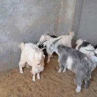 کهره اصل شهرکردی.بزغاله.نری