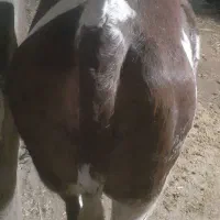 گوساله سیمنتال|حیوانات مزرعه|سجاس رود, |دیوار