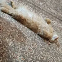 واگذاری گربه|گربه|تهران, پرستار|دیوار