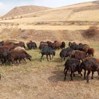 گوسفند بره دار|حیوانات مزرعه|تیکمه داش, |دیوار