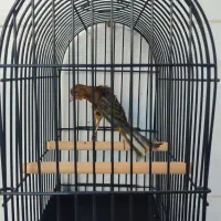 جیبوس جیبر سرخ نر کلکسیونی|پرنده|شیراز, پودنک|دیوار