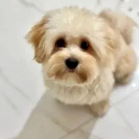 پت نر