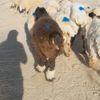 ۱۱راس شیشک دورگ قلمدار