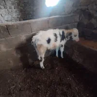دوتا گوساله دورگه یکی نر یکی ماده چهار ماهه|حیوانات مزرعه|هوراند, |دیوار