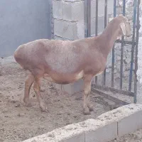 دو راس میش ابستن|حیوانات مزرعه|داراب, |دیوار