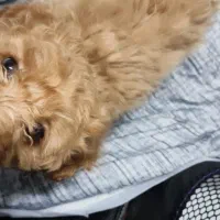 سگ پودل عروسکی (toy)