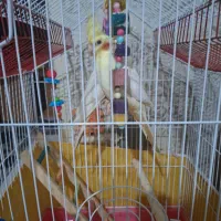 عروس هلندی