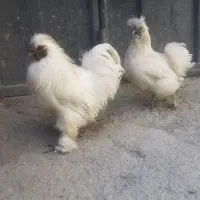 مرغ و خروس ابریشمی