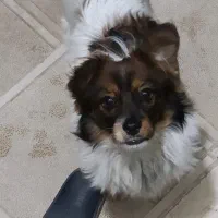 سگ پا کوتاه نر